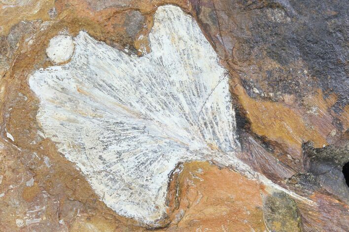 Fossil Ginkgo Leaf From North Dakota - Paleocene #102860